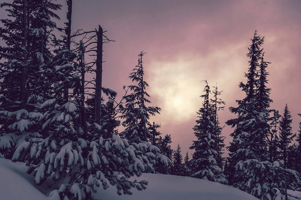 Snow filled trees with a sunlight cloudy sky