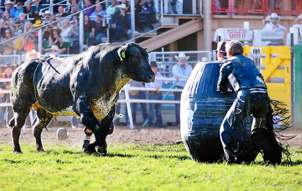 Two men stand behind a large barrel as a bull stares intently a few feet away
