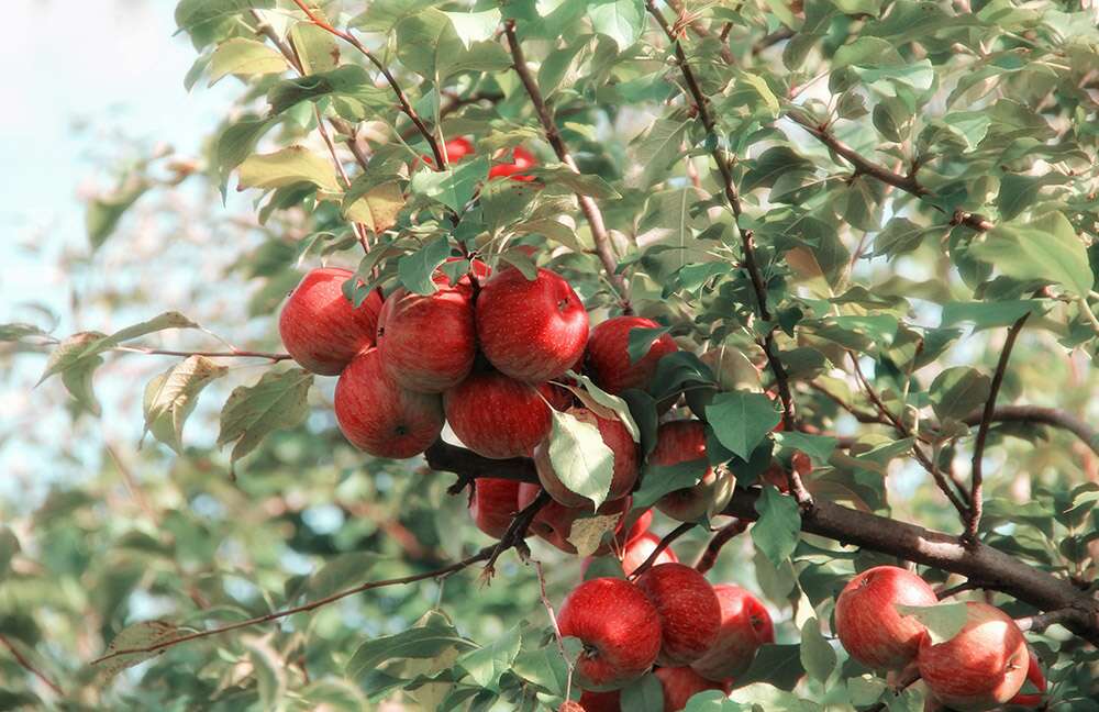 Gorge Orchard